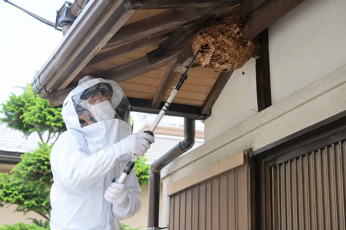 防護服を着た作業員が軒下のスズメバチの巣を駆除している様子